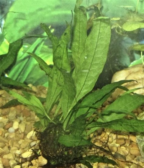 Image result for Brown Java Fern