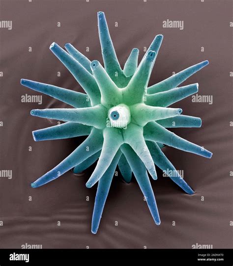 Sponge spicule. Coloured scanning electron micrograph (SEM) of a ...