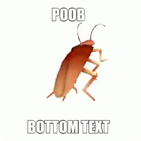 Dancing Cockroach Meme 的图像结果