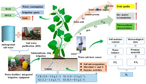 Effects of Mineralization Degree of Irrigation Water on Yield, Fruit ...