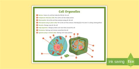 Cell Organelle | Twinkl Teaching Wiki & Resources