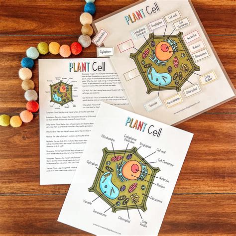 Image result for Plant Cell Lesson