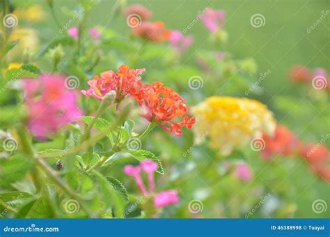 Lantana Flower stock photo. Image of floral, grass, botany - 46388998