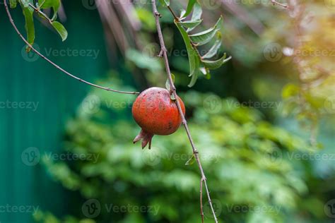 Punica Granatum Fruit