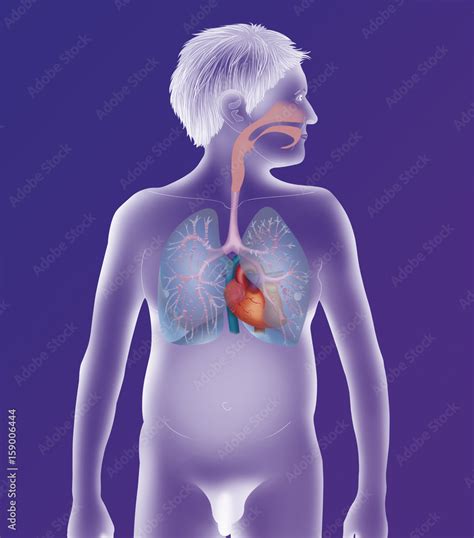 Thorax Function 的图像结果