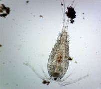 Image result for Copepoda 桡脚亚纲
