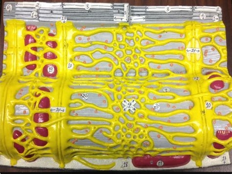 Image result for Skeletal Muscle Flow Chart