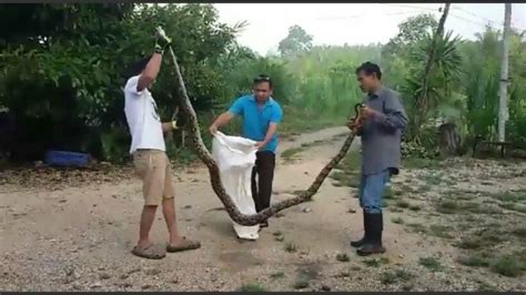 Image result for Krabi Python