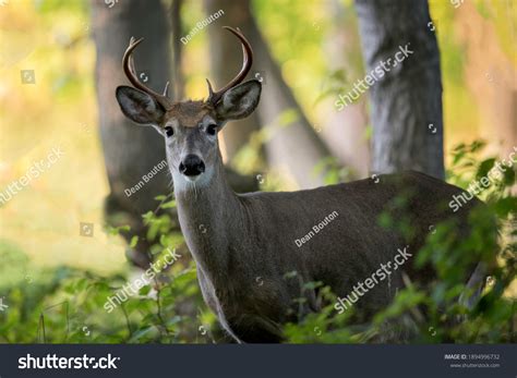 Six Point Whitetail Deer Buck Forest Stock Photo 1894996732 | Shutterstock