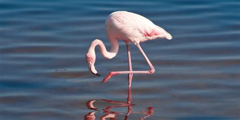 Flamingo Google Classroom Code 的图像结果