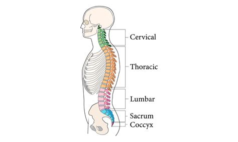 Biology About Human Body 的图像结果