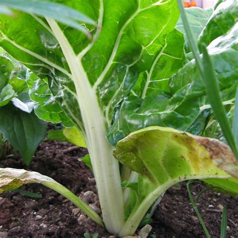 White Swiss Chard 'Fordhook Giant' (Beta vulgaris) seeds