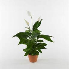 piante da appartamento con fiori bianchi piante da appartamento poca luce piante appartamento piante da appartamento con fiori bianchi piante da appartamento poca luce piante appartamento