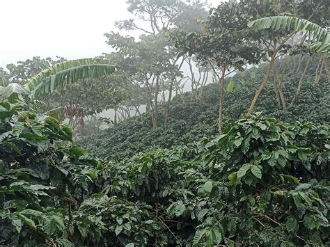 KAFETOSCOFFEECO Guatemala Green Unroasted Specialty Grade Coffee India ...