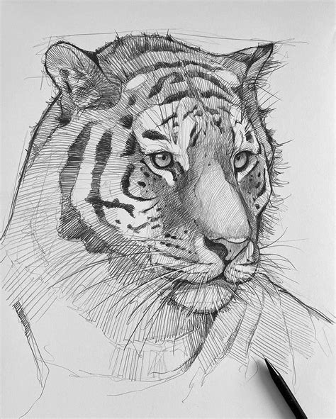 Image result for Tiger Drawing Tutorial