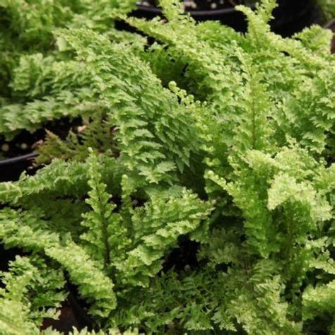 Best Fern Plants | Kadiyam Nursery Plants Online — Mahindra Nursery