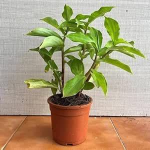 Insulin Plant Live | Costus Igneus for Diabetes Support | Natural Sugar ...