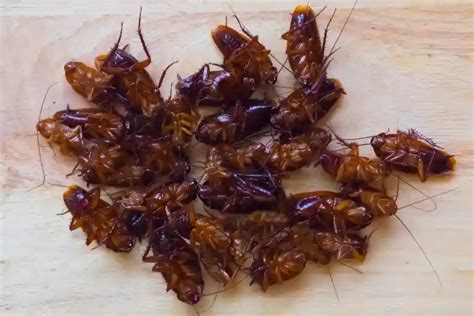 How to Kill Cockroach 的图像结果