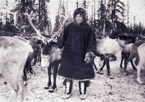 Оленеводство коренного населения Крайнего Севера. Подробное описание ...
