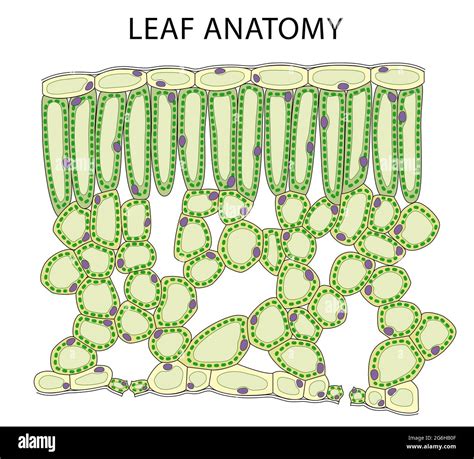 Plant Leaf Cross Section