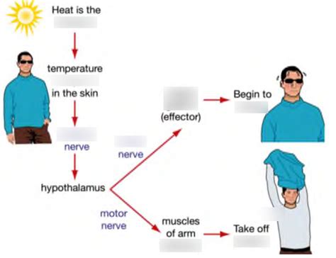 Stimulus Response Diagram | Quizlet