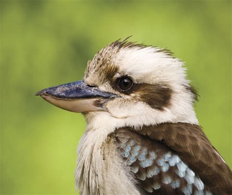 Uncover the Enchanting World of Australia’s Unique Animal Names