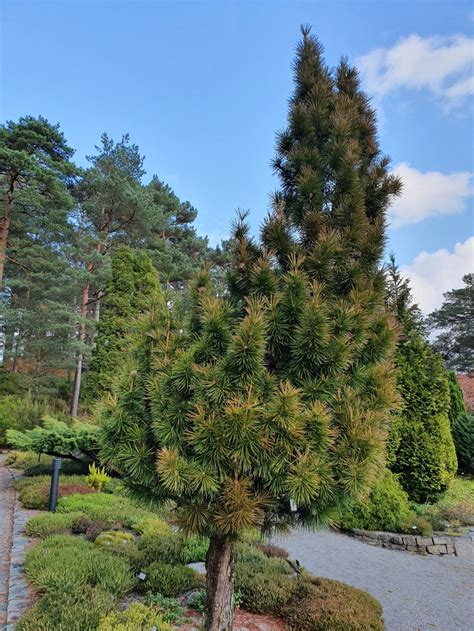 Sciadopitys verticillata - Skjermbladtre, skjermtre, skjermgran | The ...