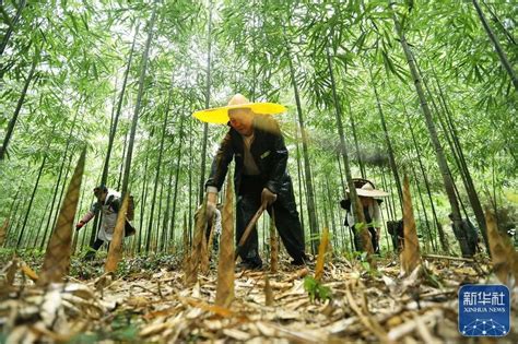 广西柳城：万亩竹林竹笋丰收_时图_图片频道_云南网