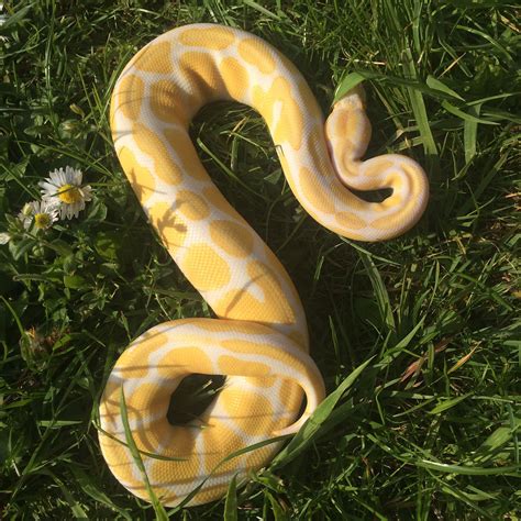 Image result for Albino Snake Ball Python