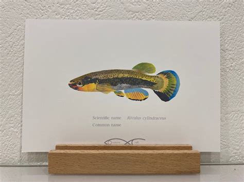 Rivulus cylindraceus Drawing Postcard | Osakanacraft