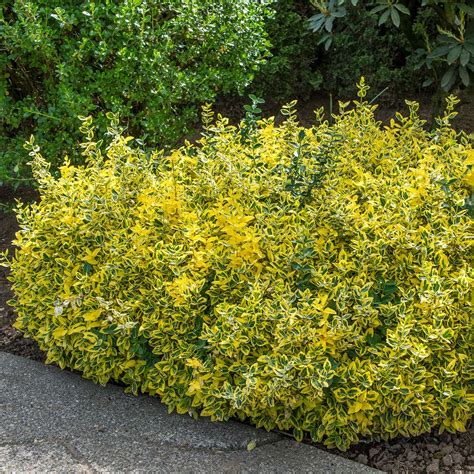 Spring Hill Nurseries Golden Euonymus Foundation/Hedge Shrub in 2.5 ...