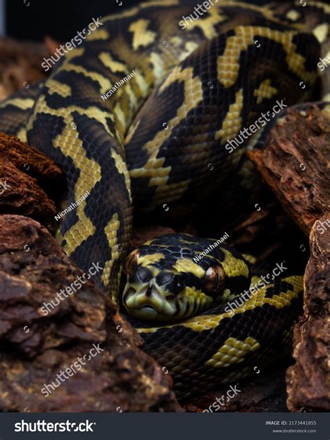 Image result for Carpet Python