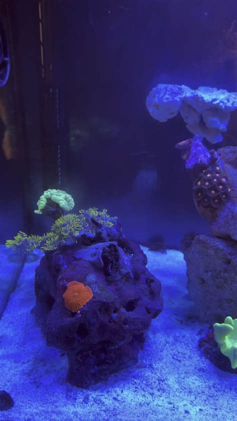 the tank started ten weeks ago what do you think? : r/ReefTank