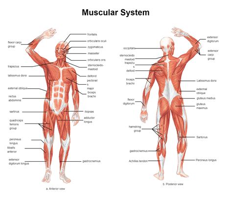 Image result for Muscular System Tutorials