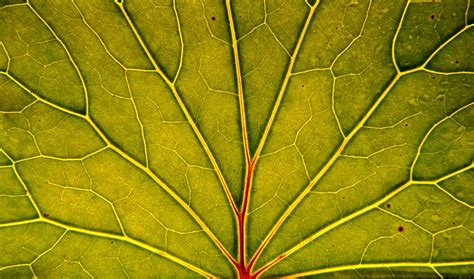 Green Environment 的图像结果