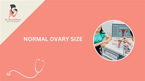 Normal Ovary Size – What’s Healthy & When to Worry
