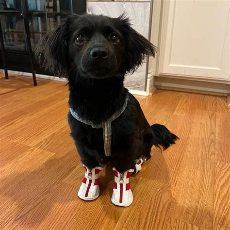 SafePaws Dog Shoes - Anti-Slip Protection Boots for Pets – Furry Forrest