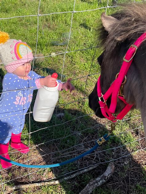 Farm Friends - Mobile Petting Zoo - Party Rentals - Augusta