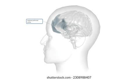 Image result for Human Brain Prefrontal Cortex