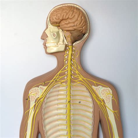Anatomical Human Nervous System Model | Head and Throat Anatomy ...