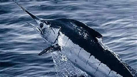 BLACK MARLIN IS THE WORLD’S FASTEST FISH; KNOW ABOUT ITS PHYSICAL ...