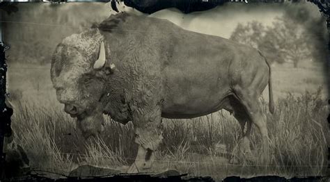 Image result for RDR2 All Animals Map