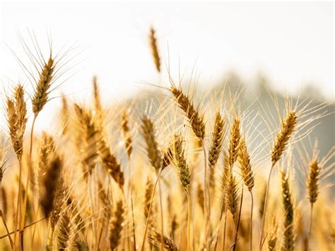 Agriculture 的图像结果