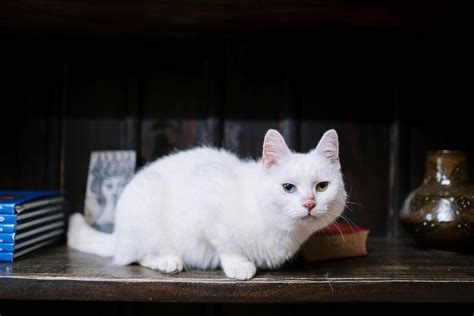 Can Cats Eat Honey ? - 2025