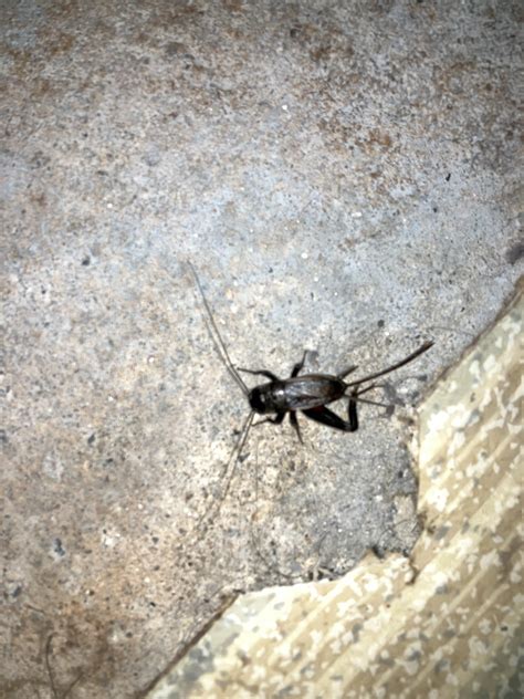 Some sort of cricket or cockroach? : r/whatsthisbug