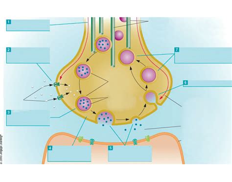 The Synapse Labeled 的图像结果