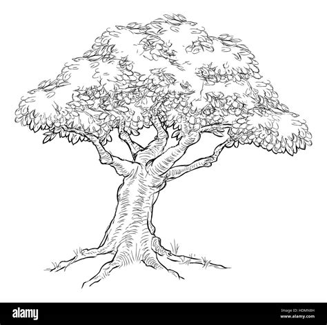 Oak Tree Sketches