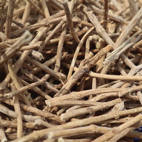 African Dream Root | Silene Capensis (xhosa Shamanic Dream Herb) - Etsy