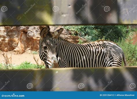 Zebra In English To Spanish at Peggy Bradley blog