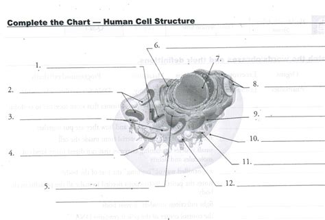 Image result for Human Cell Structure and Function